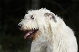 IRISH WOLFHOUND 111
